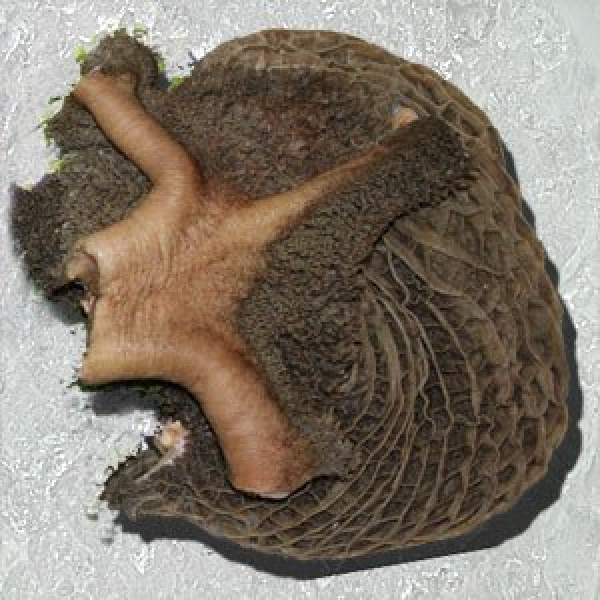 Pansen fein gewolft, vom Rind 1kg